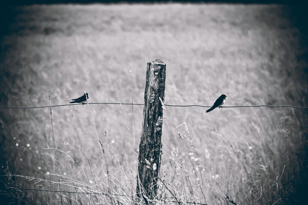 fence, birds, nature